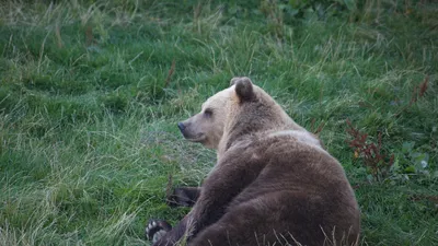 Жители поселка в Челябинской области испугались следов медведя - KP.RU
