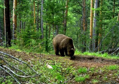 Финский пограничник встретил медведя и притворился мертвым
