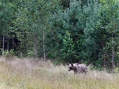 В Череповецком районе насчитали 365 медведей