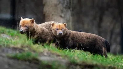 Пензенским грибникам и ягодникам дали рекомендации, как избежать встречи с  медведем — Важно — Пенза СМИ