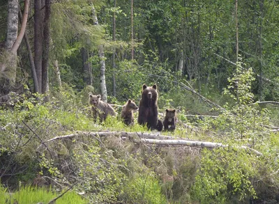 Осторожно, медведи. Рекомендации Госинспекции охраны животного и  растительного мира | НВ-ОНЛАЙН
