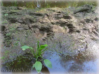 Медвежья\" камера начала трансляцию: теперь из дома можно понаблюдать за  лесными обитателями | Эстония | ERR