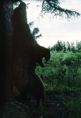 Медведь бродит на Такмаке и вокруг канатки в «Бобровом логу»
