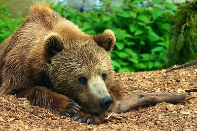 Хроника творческого противостояния с медведями | Планета Беларусь