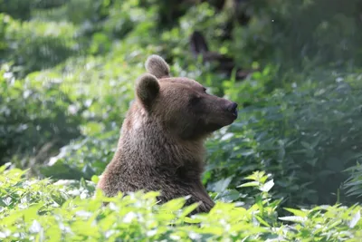 Бурый медведь (Ursus arctos) — Зоопарк «Лимпопо» г. Нижний Новгород –  Нижегородский зоопарк