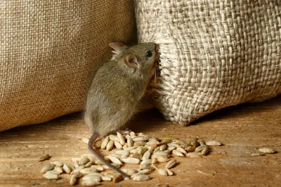Как избавиться от мышей в доме навсегда: эффективные способы, народные  средства