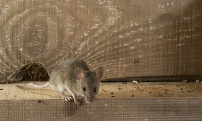 Эко-защита Средство от летучих мышей, 1 л в Москве – цены, характеристики,  отзывы