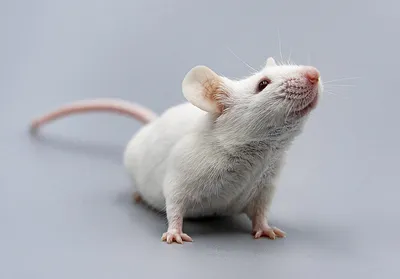 Полосатая мышь