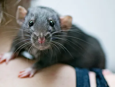Какие опасные для человека болезни переносят мыши? - Дезцентр
