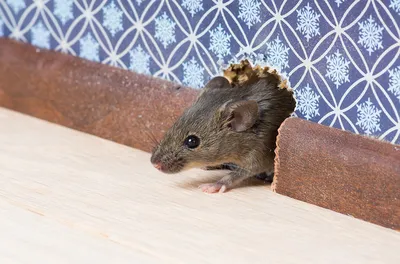 Как выгнать мышей