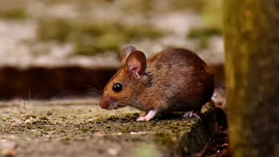 Компановка мышей в неофициальных советниках президента Стоковое Фото -  изображение насчитывающей помёт, заболевание: 121901774