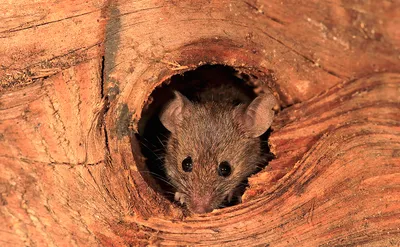 Уничтожение мышей в Камышине — цена дератизации