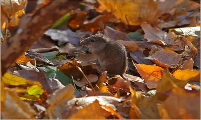Милые зверушки? Весь вред мышей и крыс на даче и в доме | Дела огородные  (Огород.ru)