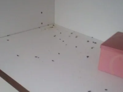 мышь помёт и съел семена на полу гаража Стоковое Изображение - изображение  насчитывающей дома, заболевание: 259613365