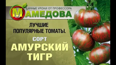 Томат Амурский тигр, семена | ОГОРОД.сайт