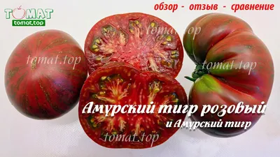 Амурский тигр - А — сорта томатов - tomat-pomidor.com - отзывы на форуме |  каталог