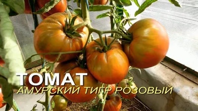 Томат Амурский тигр, семена | ОГОРОД.сайт