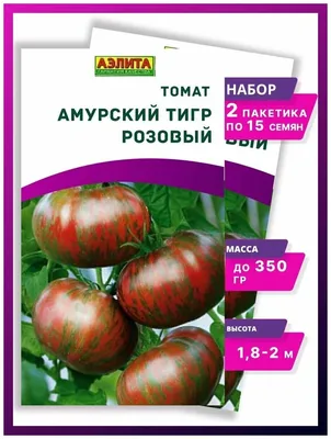 Амурский тигр