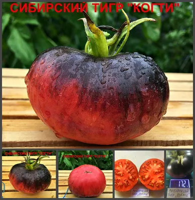 Амурский тигр