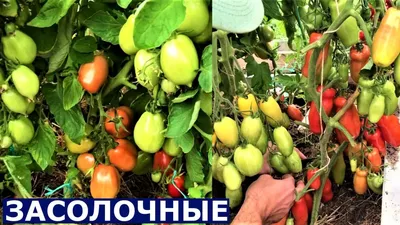 Семена Алтая Семена Томатов Дамские Пальчики Для теплиц открытого грунта