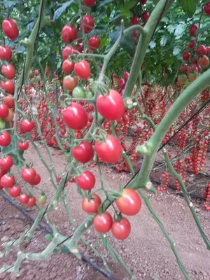 Купить Семена томат Дамские пальчики 0.1 г. Флора плюс в Киевской области  от компании \"Садовий Двір\" - 1139513187