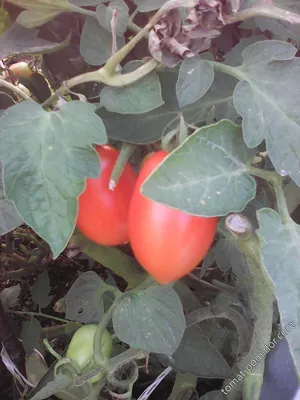 Описание сортов томатов Жигало, Дамские пальчики - YouTube