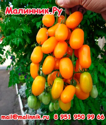 Ящик помидоров Азербайджан купить за 2 600 руб в СПб