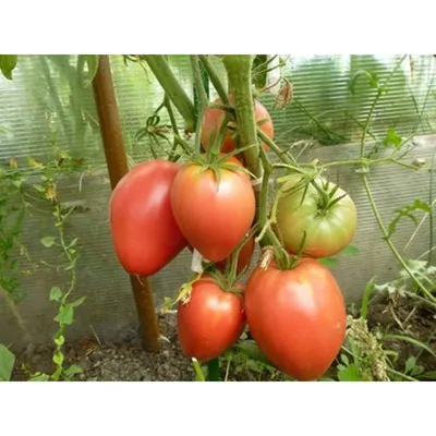 Семена томата Кардинал, 30 шт | Семена томатов