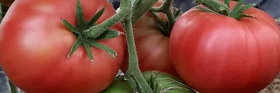 Томат Кардинал – никаких интриг, только вкус! - Good Harvest | Семена |  Удобрения | Средства защиты растений