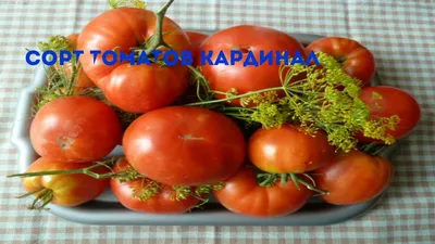 выращивание помидоров кардинал | Выращивание помидоров, Севооборот, Помидоры
