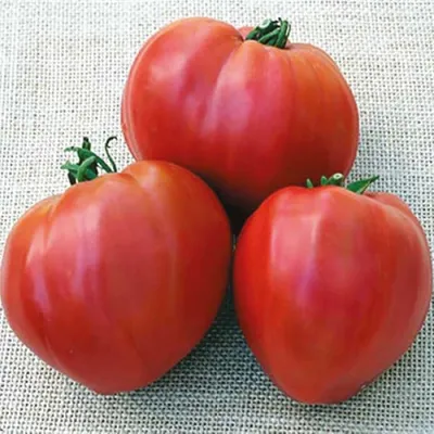 Семена томатов (помидор) Кардинал купить в Украине | Веснодар