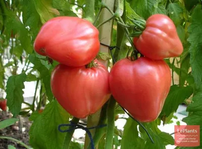 Семена Томатов Кардинал крупноплодные для открытого грунта Сибирский сад  39164457 купить в интернет-магазине Wildberries