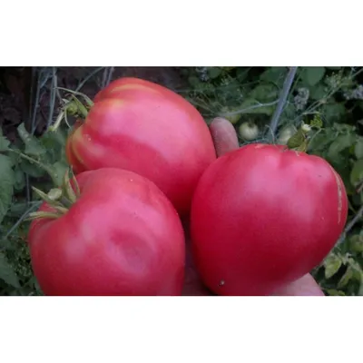 Лучшие сорта помидоров для Подмосковья: отзывы дачников | ПроДача | Дзен