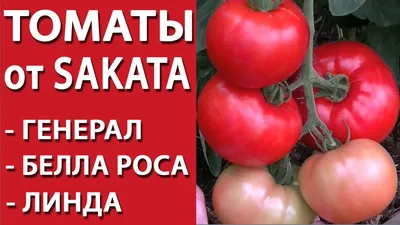 Семена Томат «Линда» F1 - купить в Ростове-на-Дону по низкой цене,  описание, фото и отзывы в Леруа Мерлен