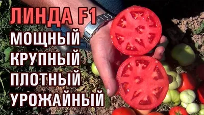 Помидоры линда фото фото