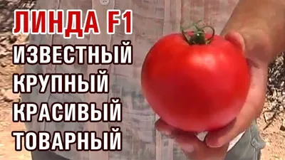 Помидоры свежие с поля.сорт Линда (id 3068148), купить в Казахстане, цена  на Satu.kz