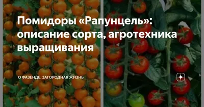 Семена Томат \"Рапунцель косы золотые\", 20 шт - РусЭкспресс