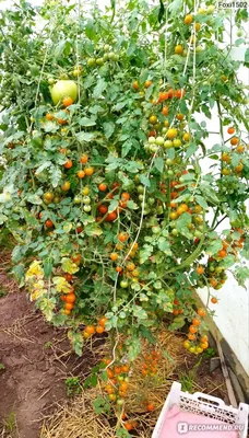Rapunzel Hybrid Tomato | Growing tomatoes from seed, Rapunzel tomato,  Tomato seeds