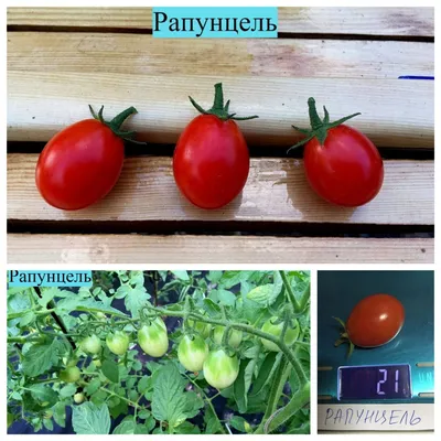 Как вырастить помидор Рапунцель в домашних условиях, описание
