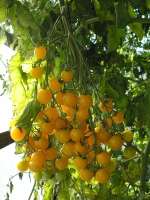 Сорт томатов Рапунцель: помидоры с длинными косами - Фермерский сайт