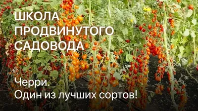 Томат РАПУНЦЕЛЬ КОСЫ ЗОЛОТЫЕ. Томат. Семена овощей. Интернет-магазин  Уральский дачник — Плоды как золотые шарики! Нежные, очень ароматные,  сладкие, бархатистые с фруктовым послевкусием!