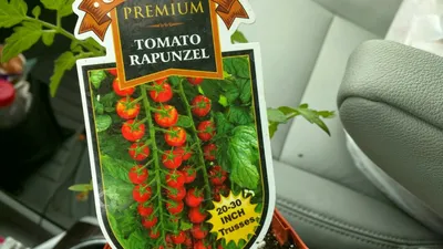 Семена томатов (помидор) Деличчио F1 купить в Украине | Веснодар
