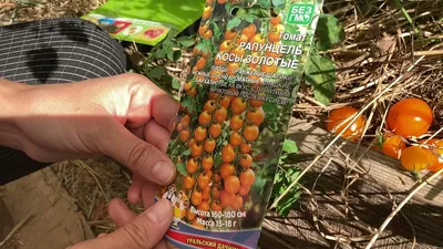 Как вырастить помидор Рапунцель – секреты необычного сорта
