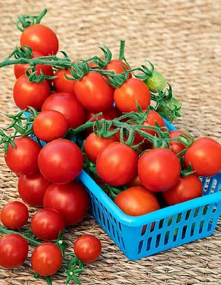Семена томат ВИШНЯ РОЗОВАЯ (Рапунцель), 0,05г купить оптом или розницу.  Выгодные цены