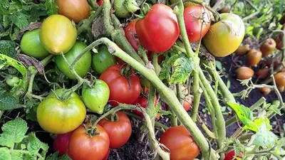 Сорт томатов Рапунцель: помидоры с длинными косами - Фермерский сайт