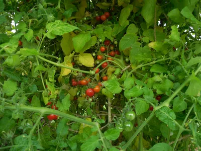 Помидоры Рапунцель: выращивание томата