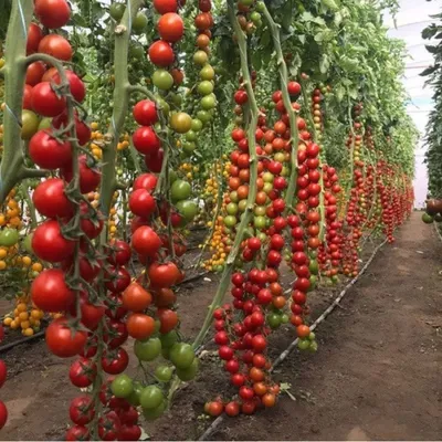 Селекционные семена высокорослых томатов, урожайные сорта индетерминантных  помидоров купить с доставкой