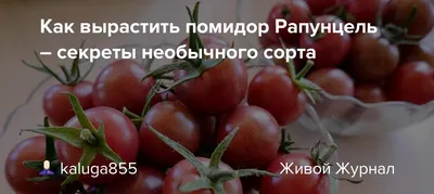 Семена томатов купить в каталоге интернет-магазина семян почтой 2020 года