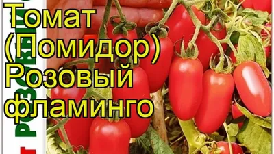 Томат Розовый фламинго. Краткий обзор, описание характеристик solanum  lycopersicum Rozovyj flamingo - YouTube