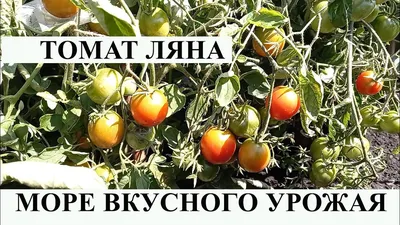 Семена томата Ляна, 0,5кг: купить оптом, цена 820,80 ₴/упаковка - 7 Соток